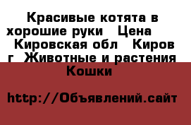 Красивые котята в хорошие руки › Цена ­ 1 - Кировская обл., Киров г. Животные и растения » Кошки   